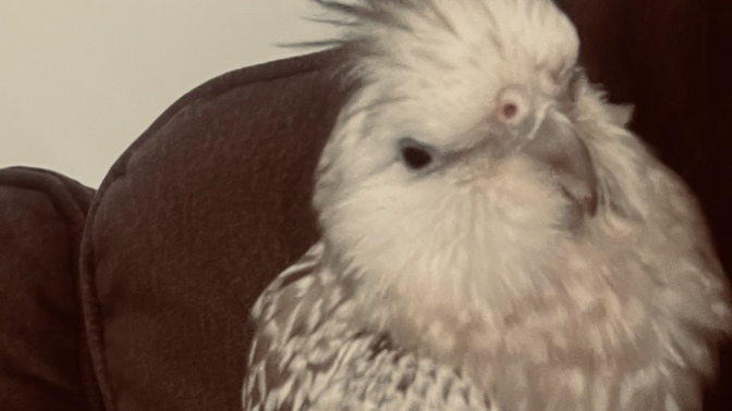 Bu kuş niye hep bana geliyor 😂🥰?