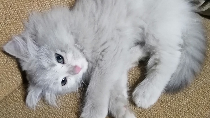 "Evlenince evimde kedi istemiyorum" diyen sevgilinize kırılır mısınız?