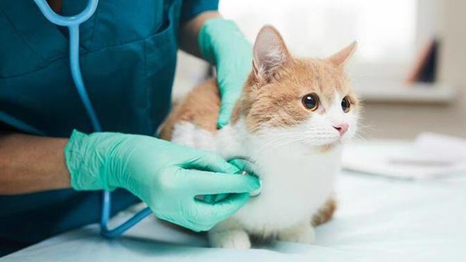 Bitlis'te ayağı kırılan kedi acil servise gitti! 😍 Dost canlıları gittikçe daha mı zeki oluyor?