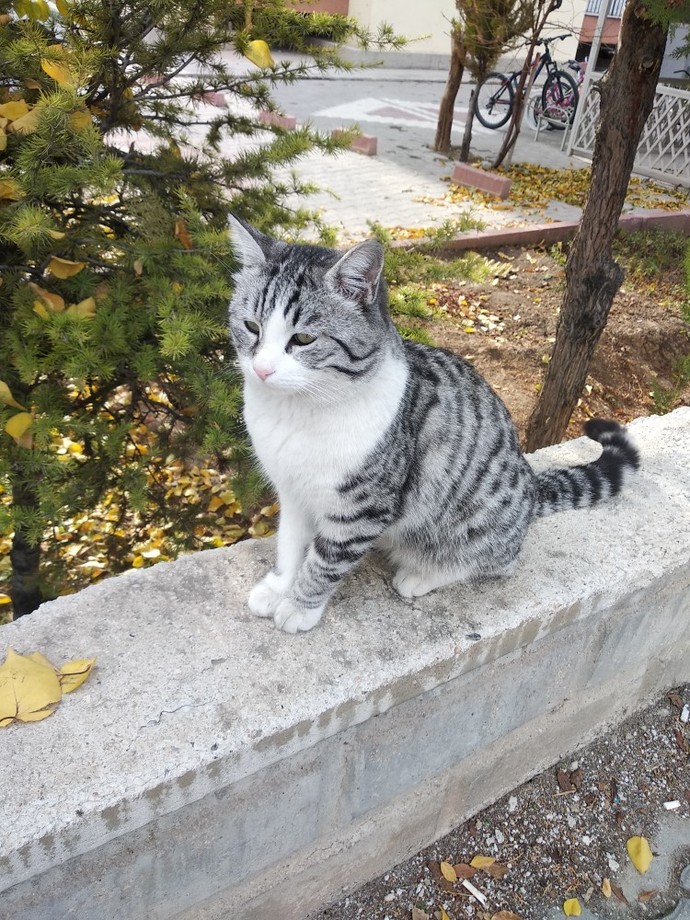 Benim için en asil hayvan kediler, siz de böyle düşünüyor musunuz?