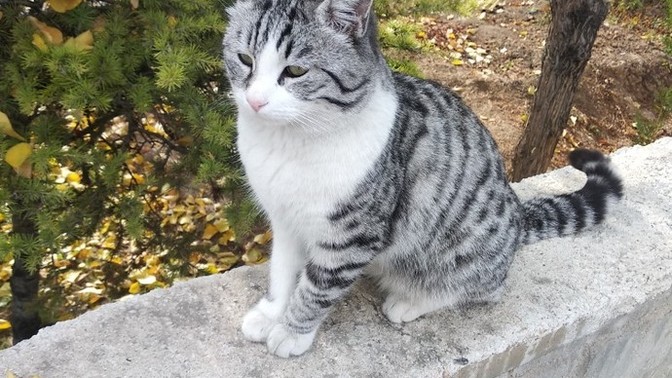 Benim için en asil hayvan kediler, siz de böyle düşünüyor musunuz?