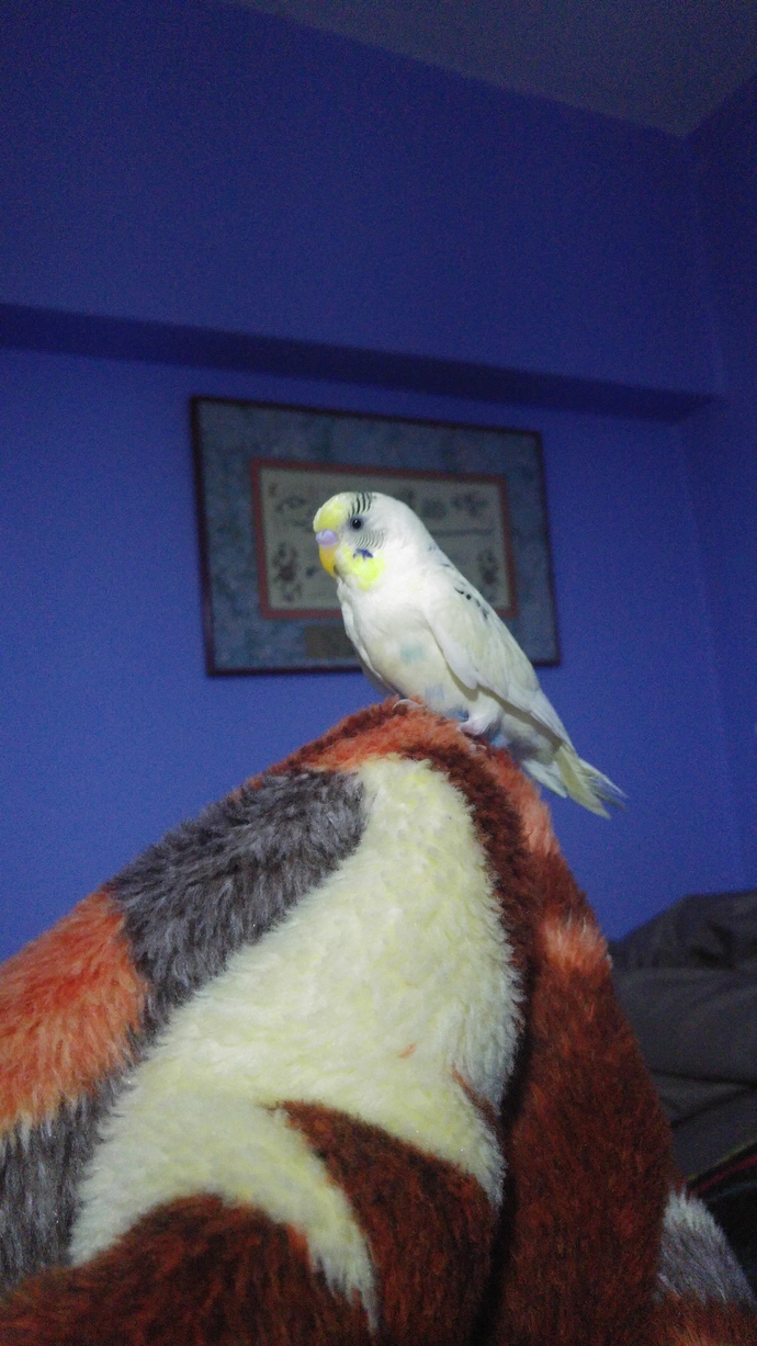 "Muhabbet" yerine "sohbet" kelimesini kullansanız nasıl olur?
