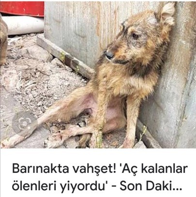 Sokak hayvanlarına ölüm emri verildi?