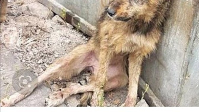 Sokak hayvanlarına ölüm emri verildi?
