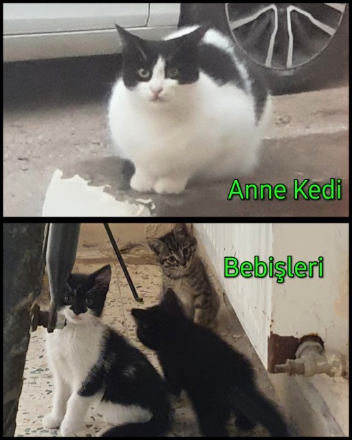 Sahiplendiğim prensle prensesler nasıl ablaları abileri?
