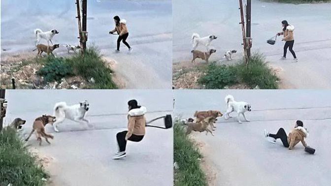 Uzun süre barınaklarda kalıp sahiplendirilemeyen sokak köpeklerinin uyutulmasını destekler misiniz?