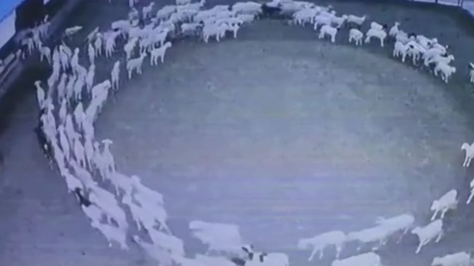 Çin'deki koyunların dönüşü sürüyor! Sizce bu koyunlar neden dönüyor?