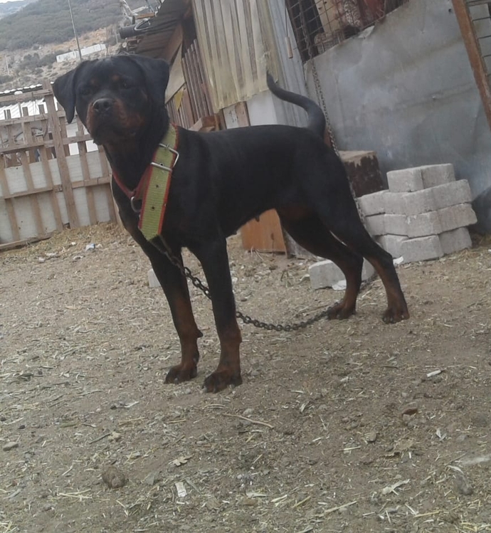 Rottweileri sever misiniz? Bu sevimlinin ismi ne olsun?