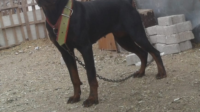 Rottweiler'i sever misiniz? Bu sevimlinin ismi ne olsun?