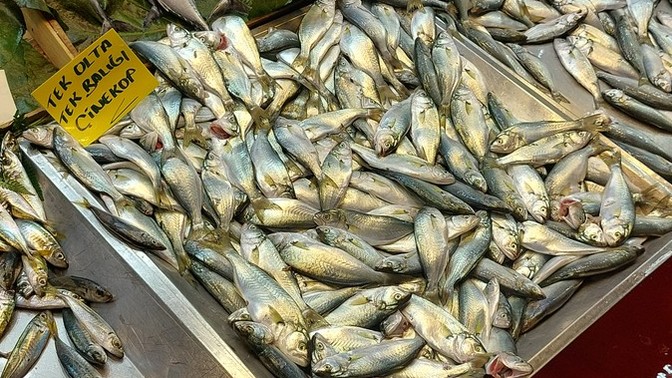 Sizce hangi baligi almalıyım?