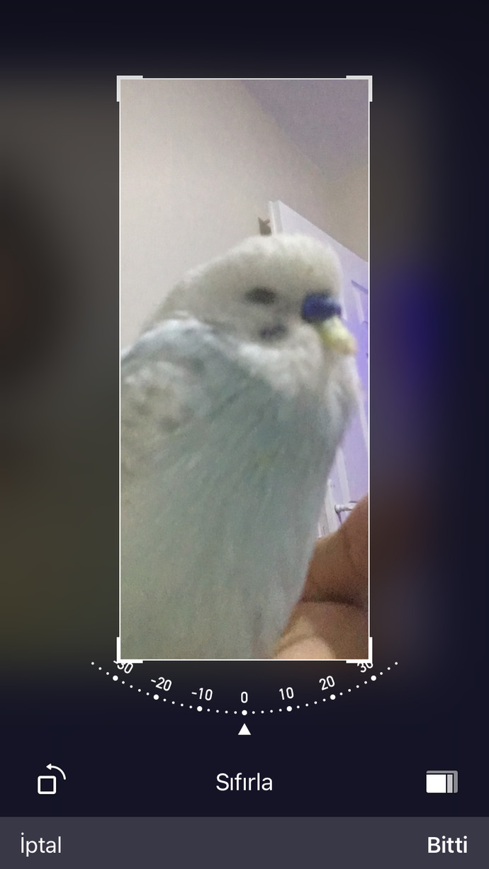 Çok kabartıyor uyuyor 😭😭😭 veteriner hekim e götüremiyorumda ölecek galiba😭😭