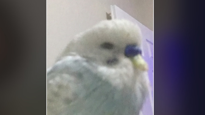 Tüylerini kabarttı uyuyorrrrr 😭?