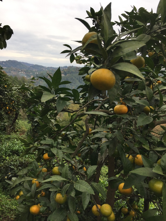 Mandalina ağacı 🍂🍂🍂