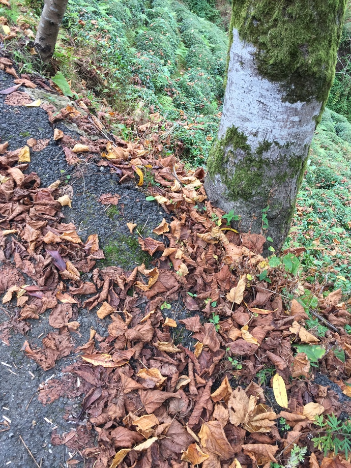 🍂🍂