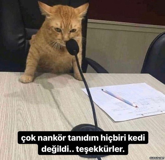 Kediler nankör müdür?
