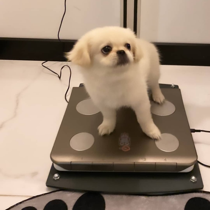 Bakın burada kim varmış!😀 Minnoş 4.3 kg çıktı, sizin evcil hayvanınız kaç kilo?