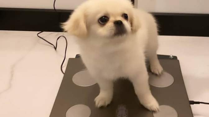 Bakın burada kim varmış!😀 Minnoş 4.3 kg çıktı, sizin evcil hayvanınız kaç kilo?
