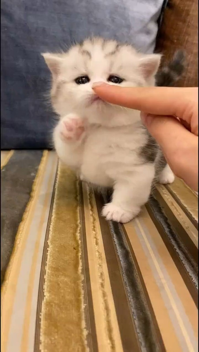 Dünyanın en tatlı varlıkları 🐾