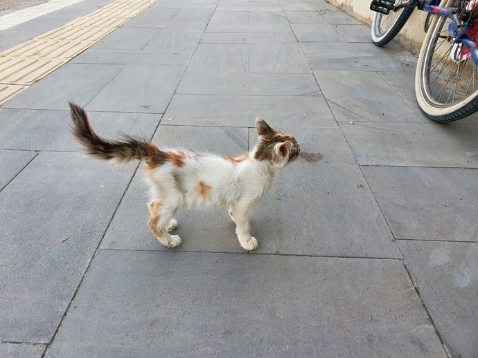 Dünyanın en tatlı varlıkları nedir?