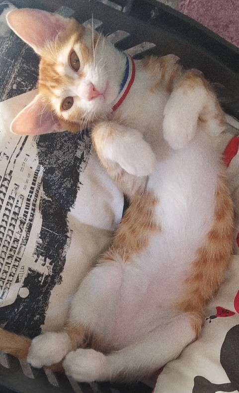 Sizin de sevmeye doymadığınız evcil hayvanınız var mı?