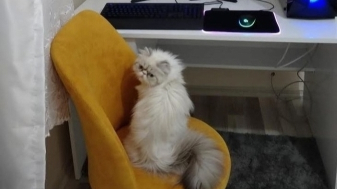 Sizin de sevmeye doymadığınız evcil hayvanınız var mı?