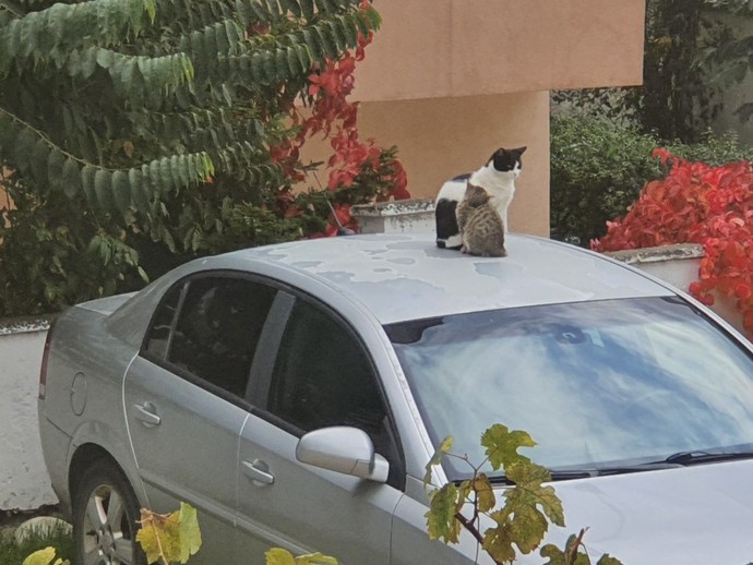 Kedici misin yoksa köpekci mi?
