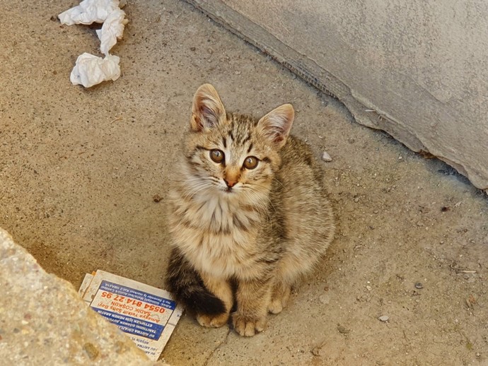 Kedici misin yoksa köpekci mi?