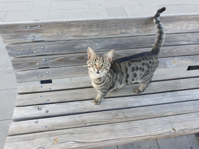 Kedici misin yoksa köpekci mi?