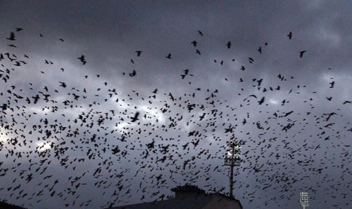 Tekirdağda kargalar şehri istila etti! Sizce kargalar ne istiyorlar?