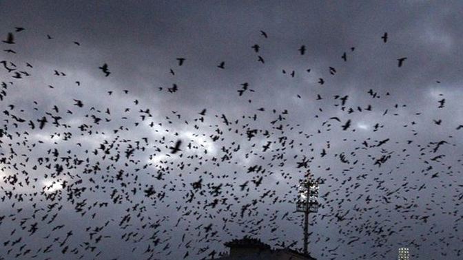 Tekirdağ'da kargalar şehri istila etti! Sizce kargalar ne istiyorlar?