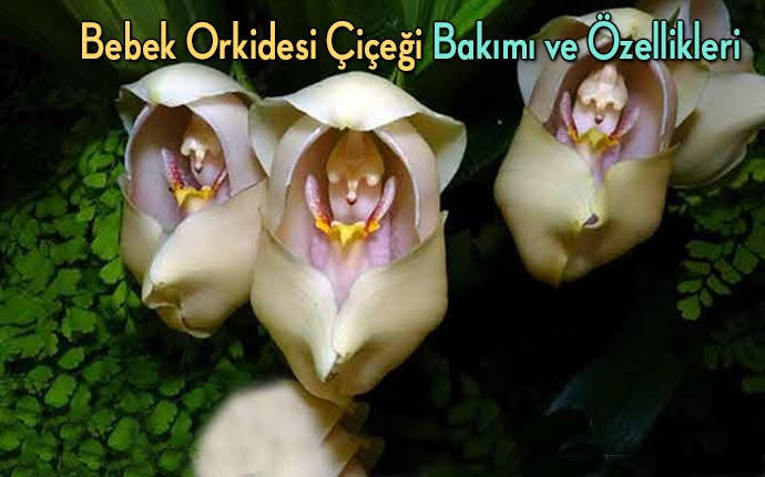 Erkekler bir çiçek olsa, hangisi olur?