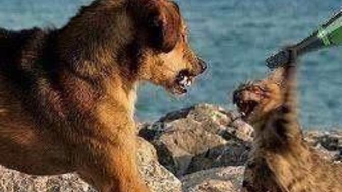 Bir erkek sizden hoşlanıp bunu belli ettiğinde hemen pençelerinizi gösterip her türlü onur kırıcı reaksiyonlara başvuruyor musunuz?