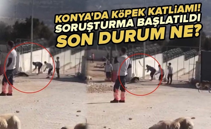 Konya’da bir barınakta köpeklerin katletildiği görüntü sosyal medyaya sızdı! Hayvanlar hakketikleri değeri neden görmüyor sizce?
