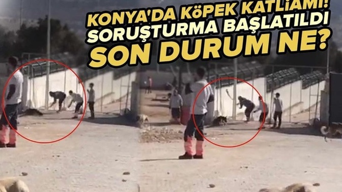Konya’da bir barınakta köpeklerin katletildiği görüntü sosyal medyaya sızdı! Hayvanlar hakketikleri değeri neden görmüyor sizce?