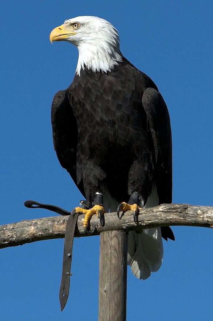 Kartal