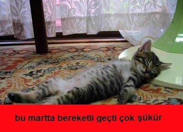 Hey beyler, hanginiz bu erkek kedi kadar romantik olabildi🐈?