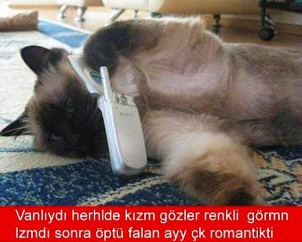 Hey beyler, hanginiz bu erkek kedi kadar romantik olabildi🐈?