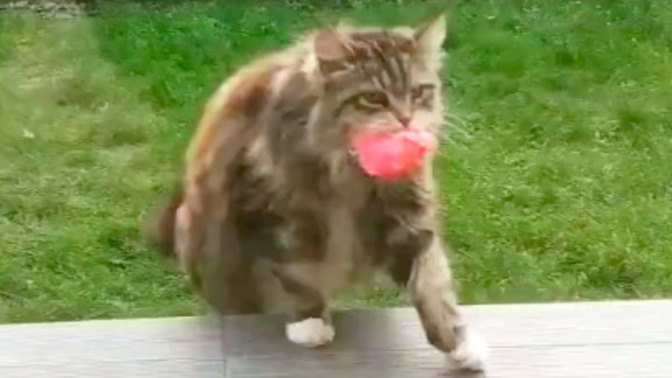 Hey beyler, hanginiz bu erkek kedi kadar romantik olabildi🐈?