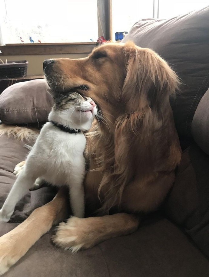 Kedileri mi yoksa köpekleri mi daha çok seviyorsunuz?
