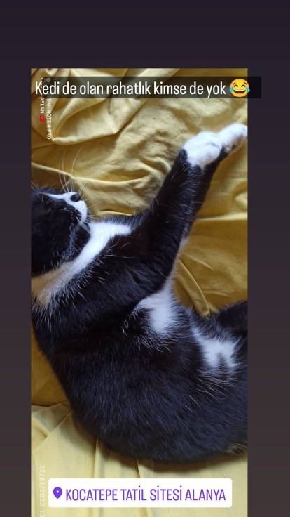 Kedileri mi yoksa köpekleri mi daha çok seviyorsunuz?