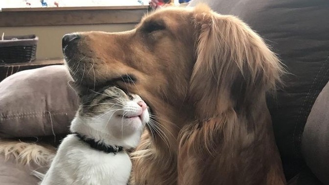 Kedileri mi yoksa köpekleri mi daha çok seviyorsunuz?