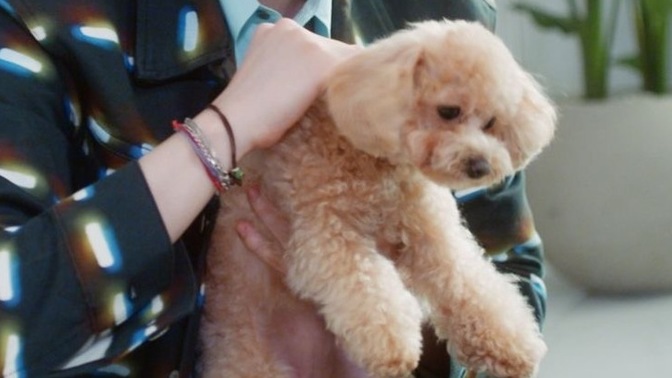 Kedileri mi köpekleri mi daha çok seviyorsunuz?