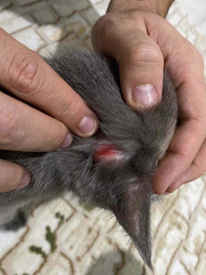 Kedi sahibi Arkadaşlar bakabilir misiniz?