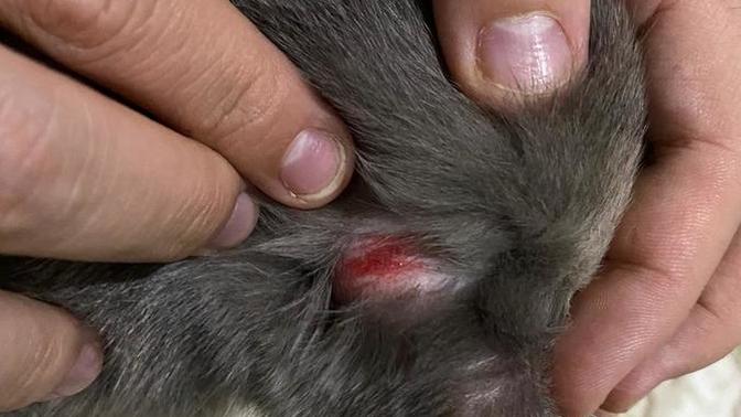 Kedi sahibi Arkadaşlar bakabilir misiniz?