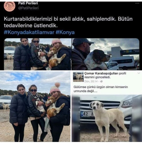 Bu hayvan severler hiç samimi değil?