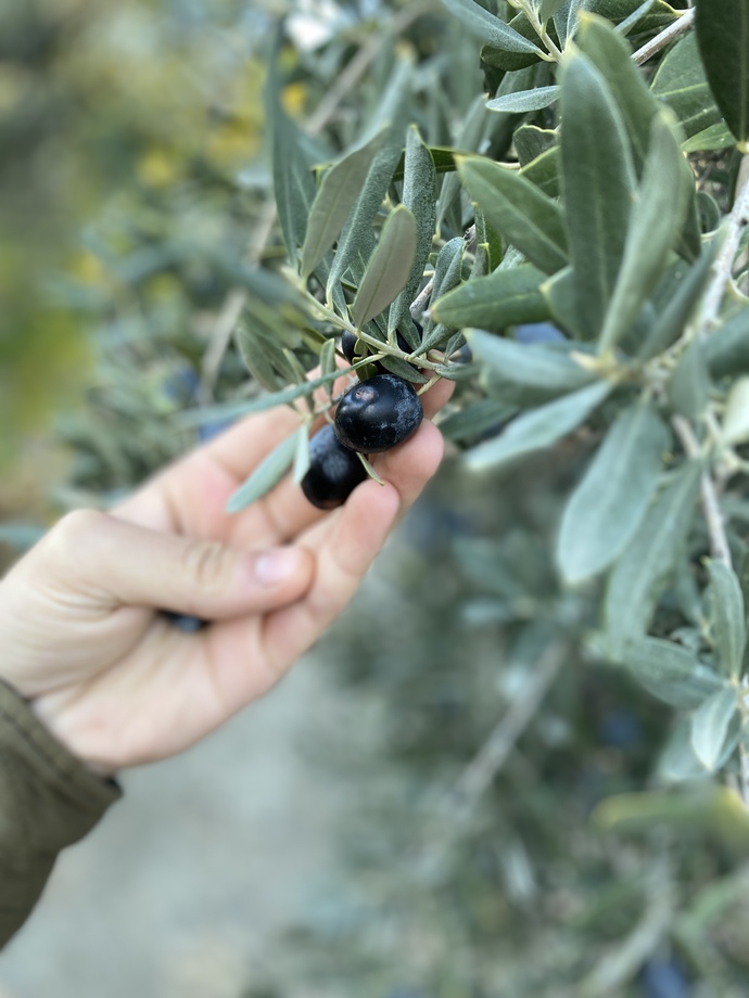 Zeytin hangi ilimizde meşhurdur?