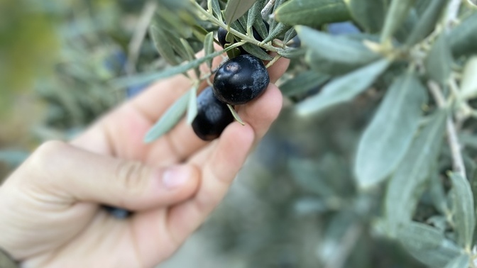 Zeytin hangi ilimizde meşhurdur?