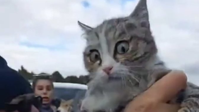 Konya'da tıbbi atık poşetinden kurtarılan kedi hayatını kaybetmiş! Bu dünya hayvanlar için çok kötü değil mi :(?