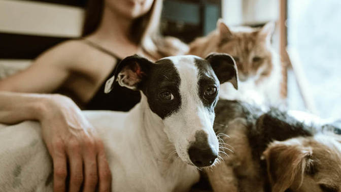 Kedi insanı mısınız yoksa köpek insanı mı?