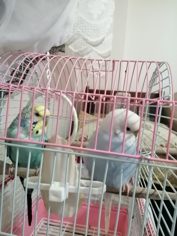 Babasının balları ❤️